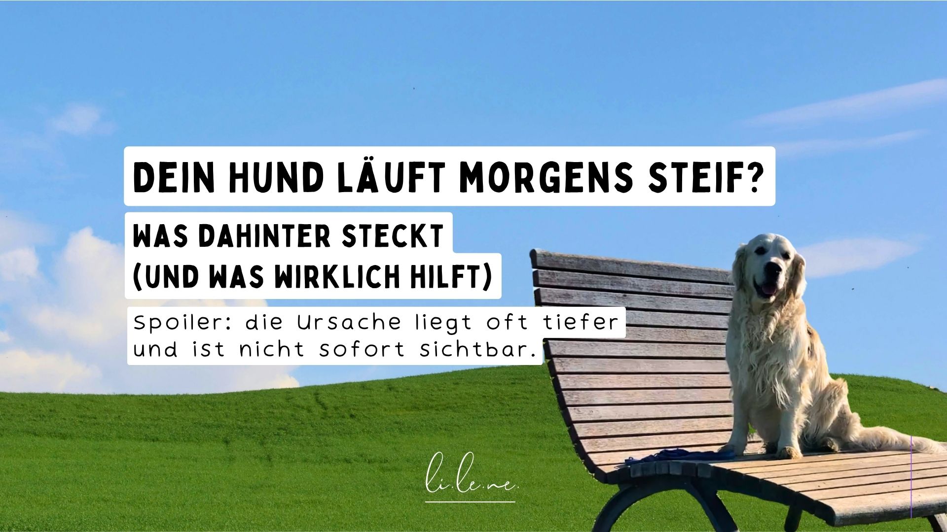 Dein Hund läuft morgens steif? Was dahinter steckt und was wirklich hilft.