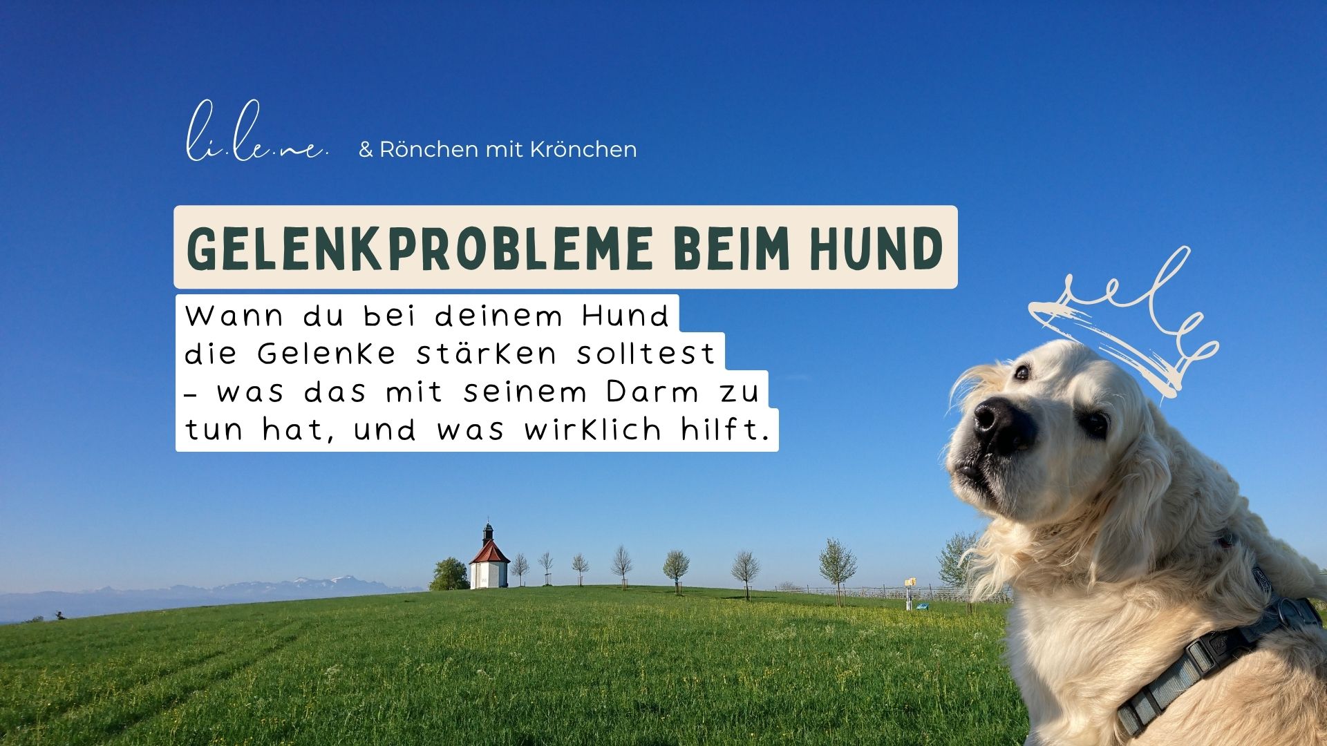 Hund Gelenkprobleme - Wann du bei deinem Hund die Gelenke stärken solltest – was das mit seinem Darm zu tun hat, und was wirklich hilft.